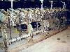  FOSTER 77-B Winders